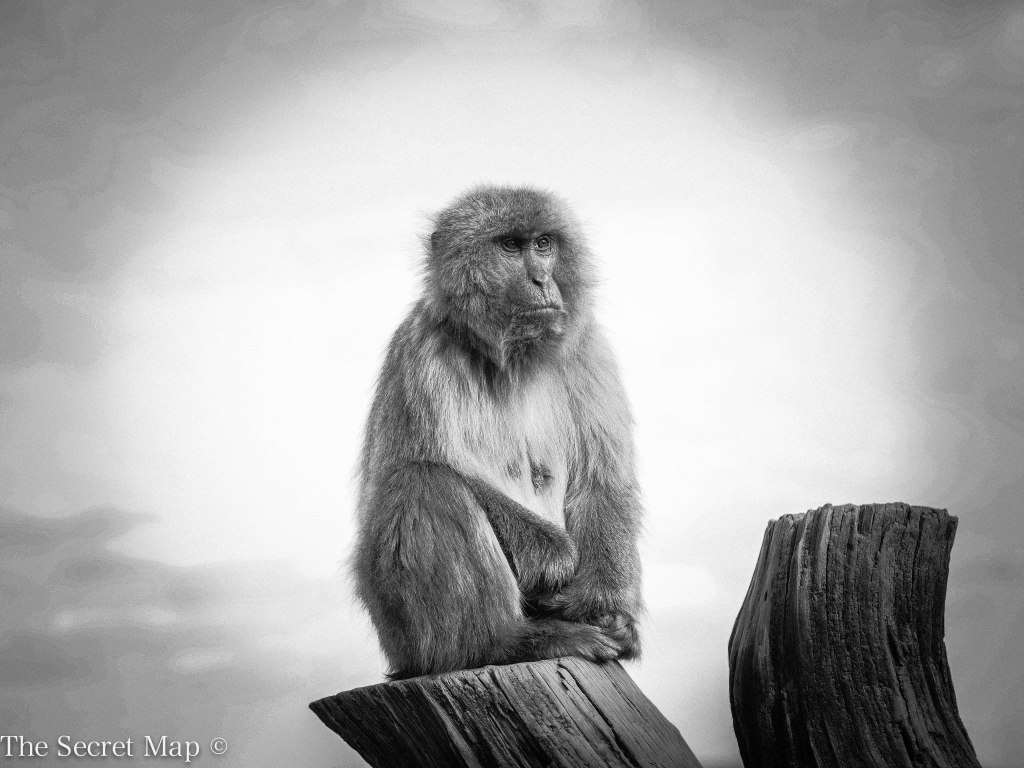 Of Men and&nbsp;Monkeys