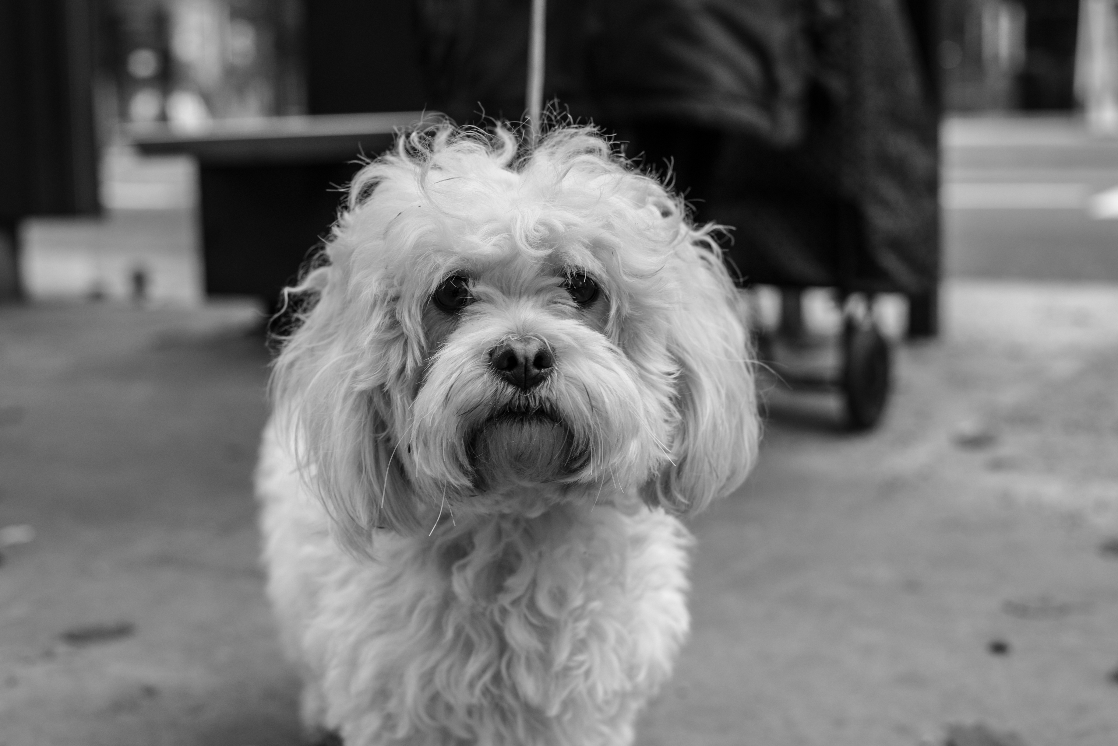 dsc_1779